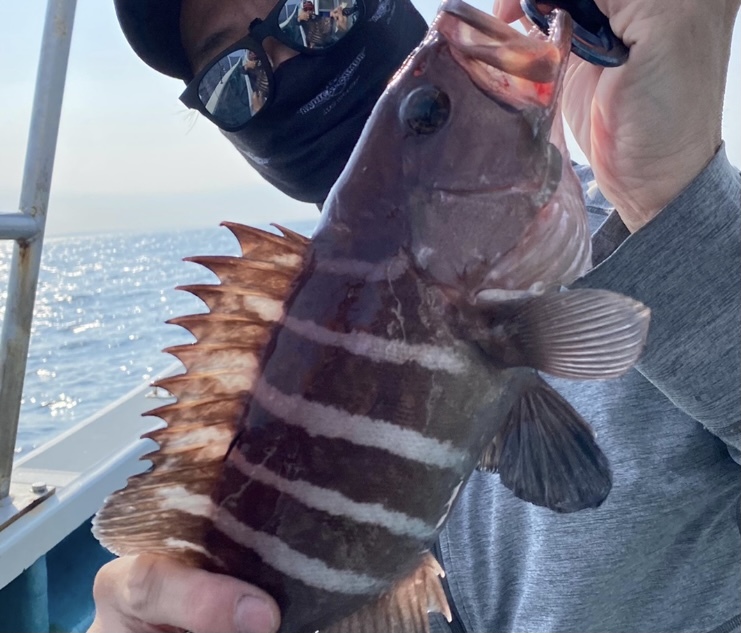 メタルジグで釣れたマハタ