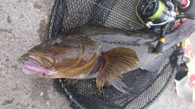 プニイカのマル秘セッティング