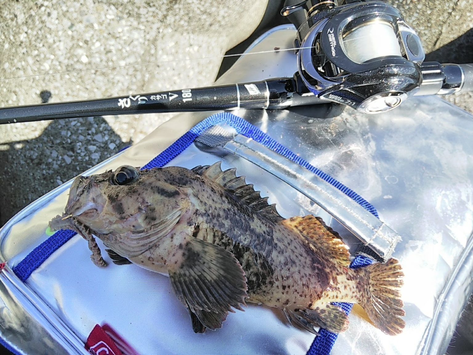 万能釣りエサの「イソメ」の種類と特徴についてご紹介!コレさえあれば何とかなる! – 釣りクラウド