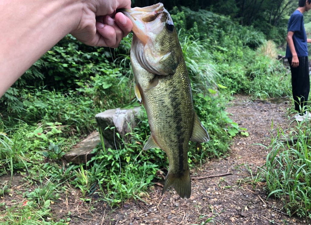 虫系ワームで釣り上げたブラックバス