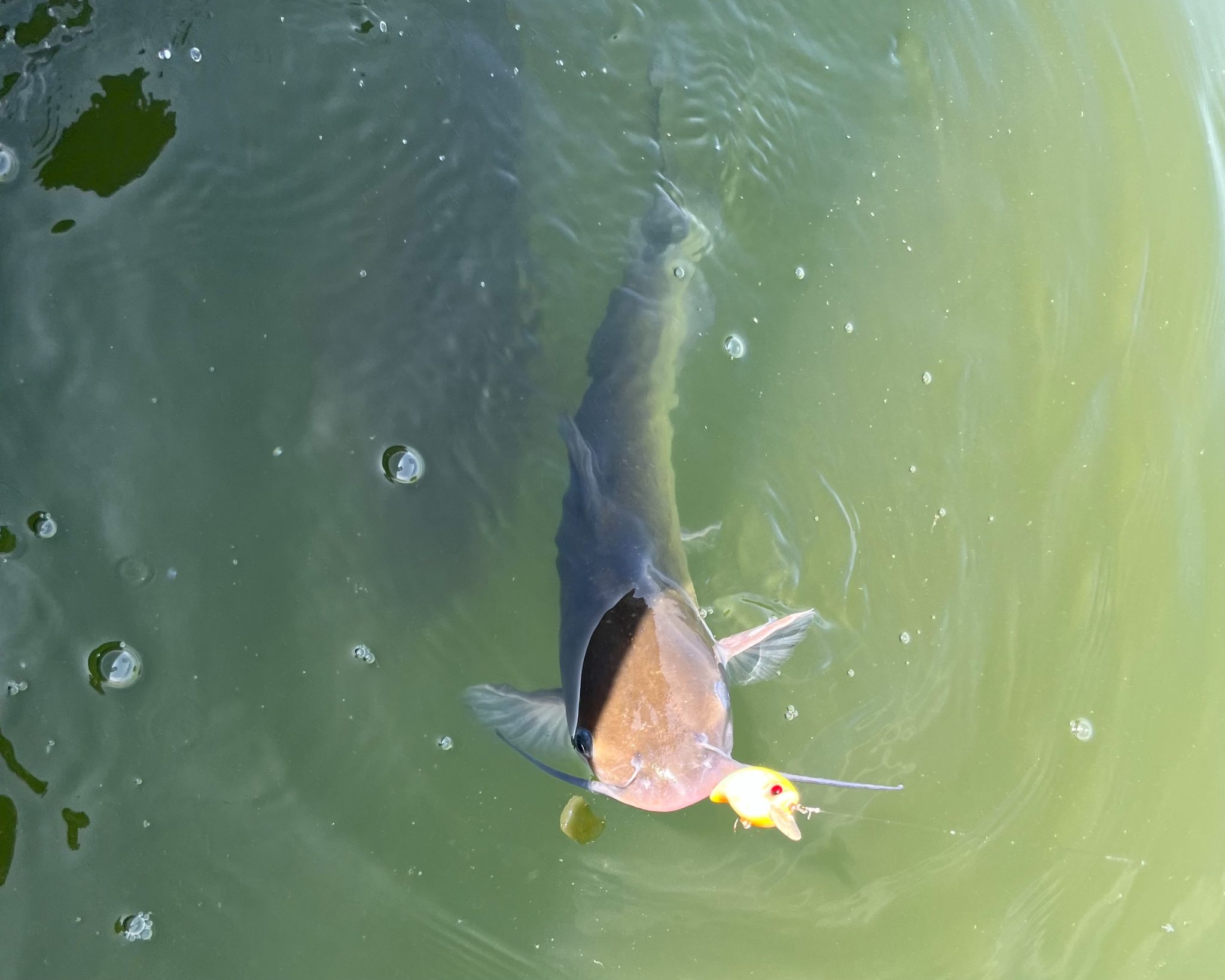 ナマズ(鯰)が釣れる場所選びは?ポイントや時間帯ごとに効果的なルアーもご紹介 – 釣りクラウド
