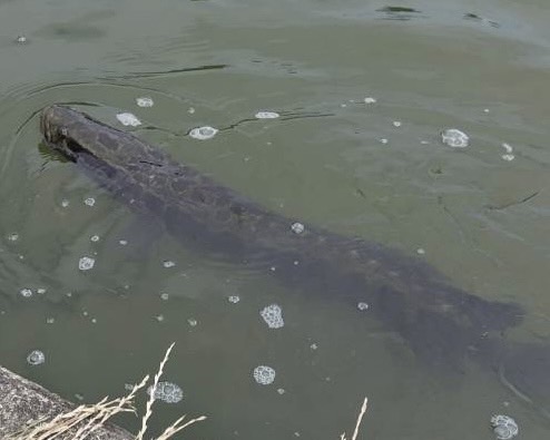 ライギョが泳ぐ写真