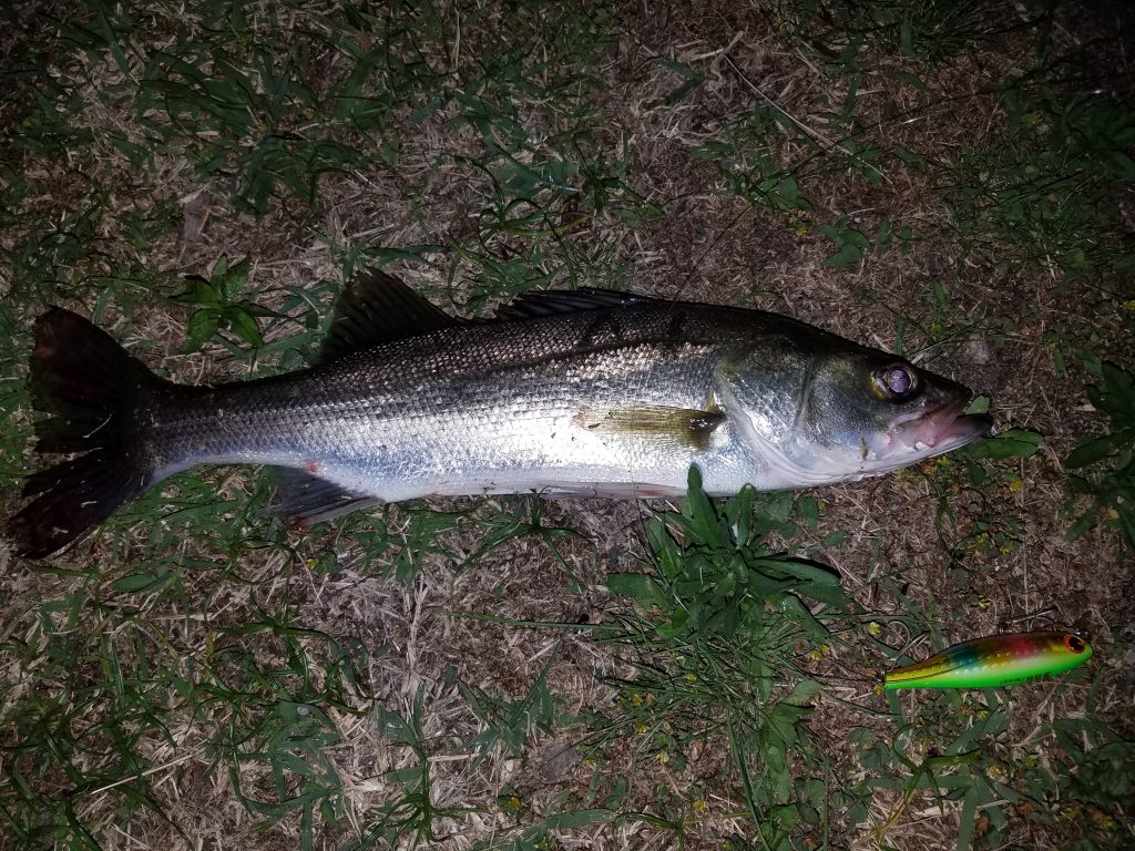 4月に釣り上げたシーバス。レインボーカラーのルアーを喰ってきた。