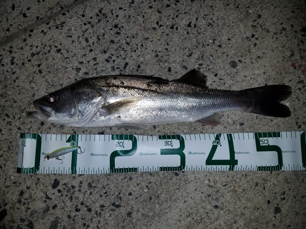 8月に釣り上げたシーバス。クリアカラーのルアーを喰ってきた。