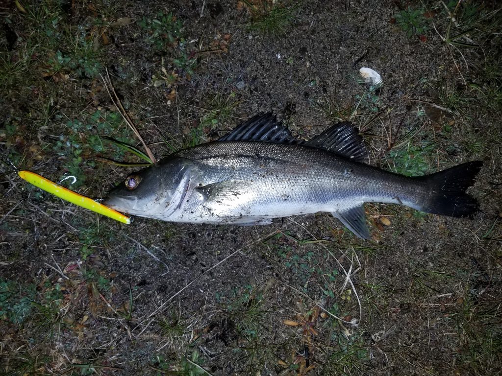 3月に釣り上げたシーバス。イエローとオレンジカラーのルアーで喰ってきた。