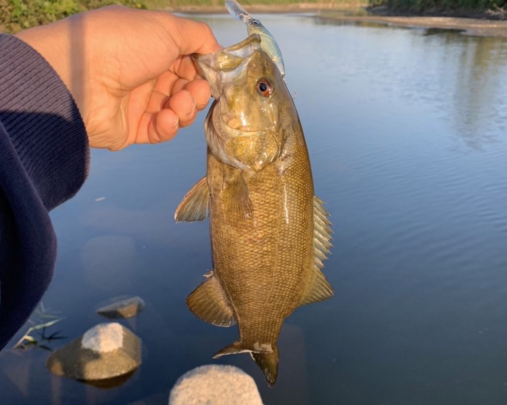 シャッドで釣れたバス