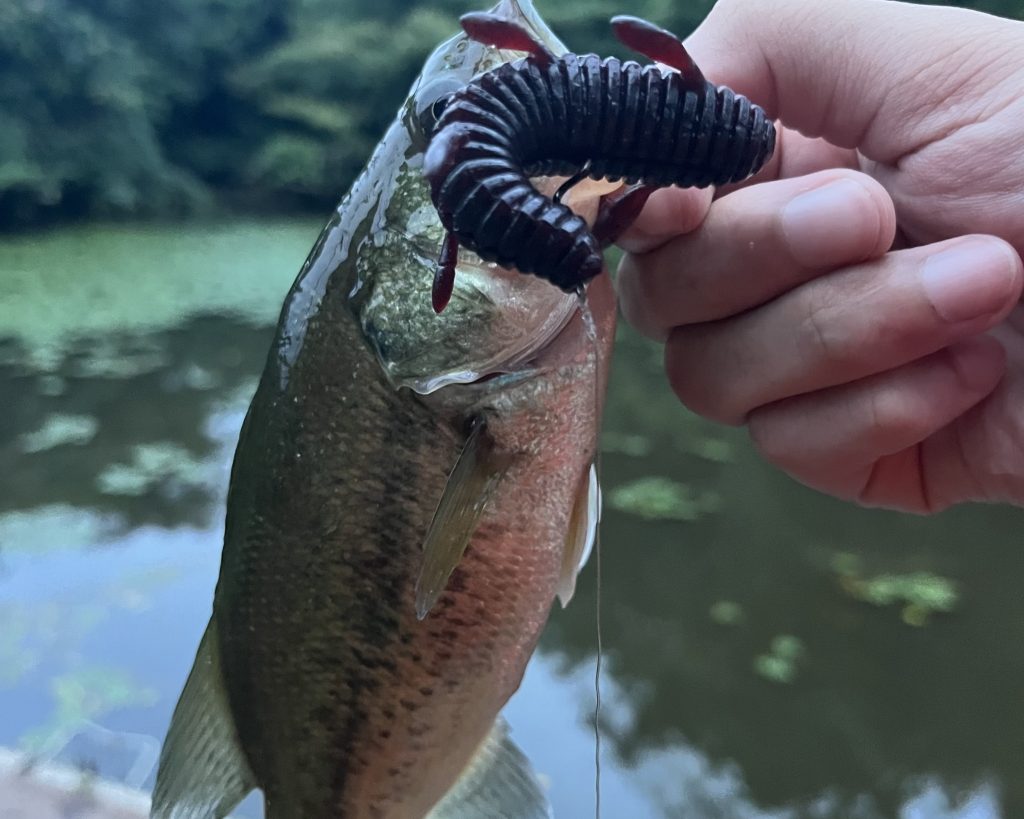 沈み蟲で釣れたバス
