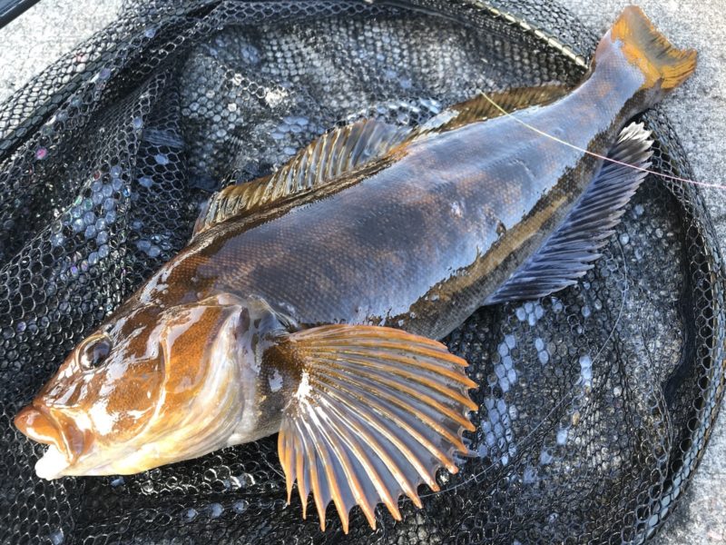 スポーニングのオスのアイナメ