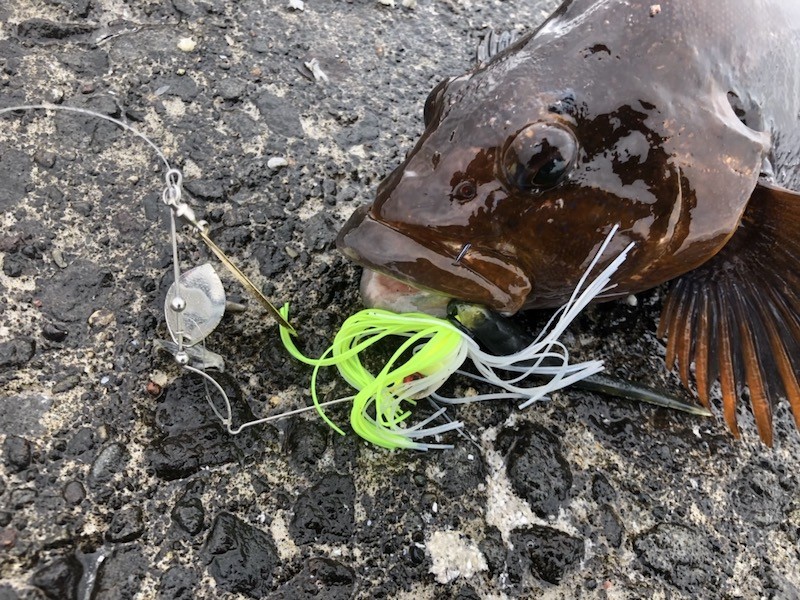 スピナーベイトを壊すアイナメ