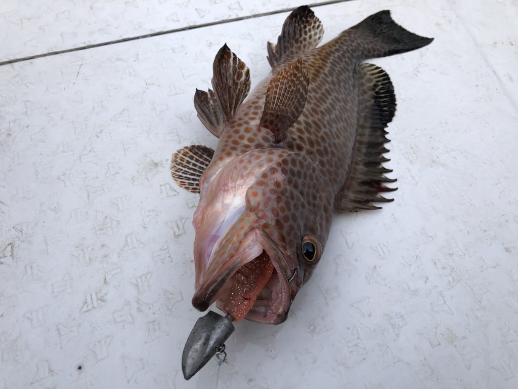 ボートロックで釣り上げたロックフィッシュ