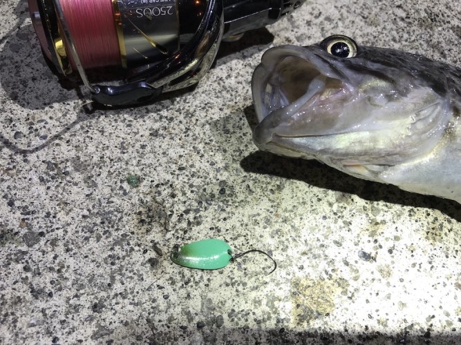 グリーンカラーのスプーンで釣り上げたクロソイ