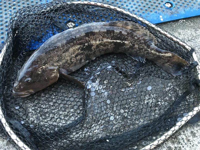 春に釣り上げたアイナメ