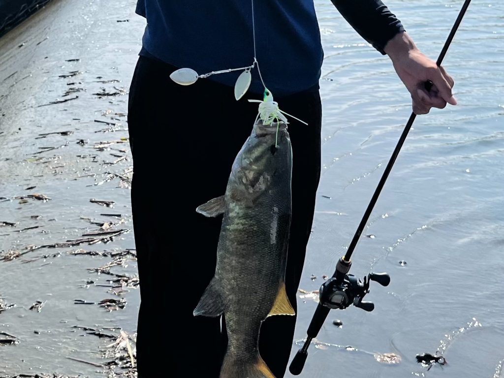 スピナーベイトで釣れたバス