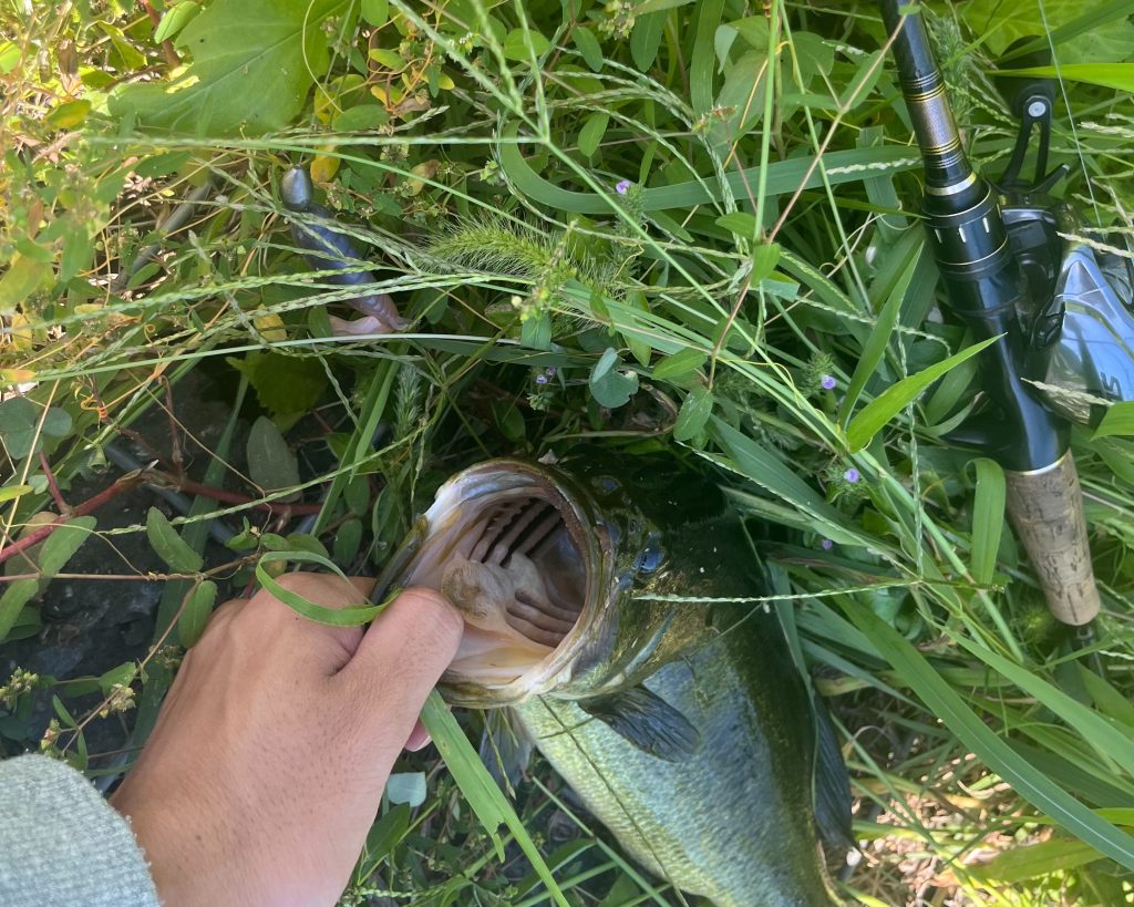 テキサスリグで釣れたバス