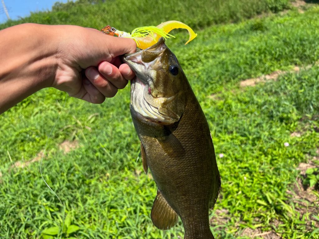 チャターベイトで釣ったバス3