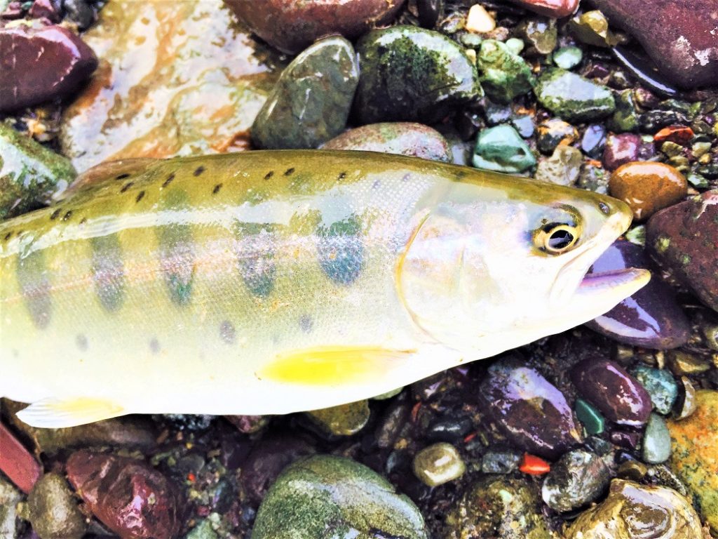 Trout_PE6