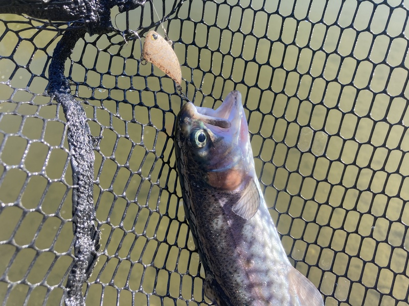 ティモン　タップダンサーで釣れたニジマス
