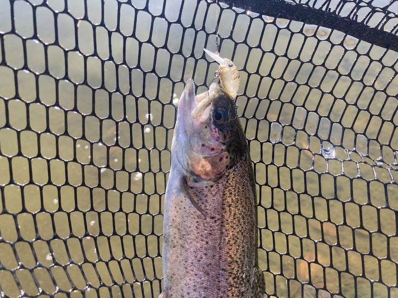 モカで釣れたニジマス