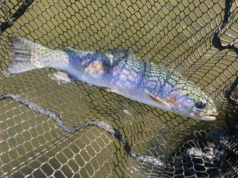 管理釣り場で釣れたニジマス