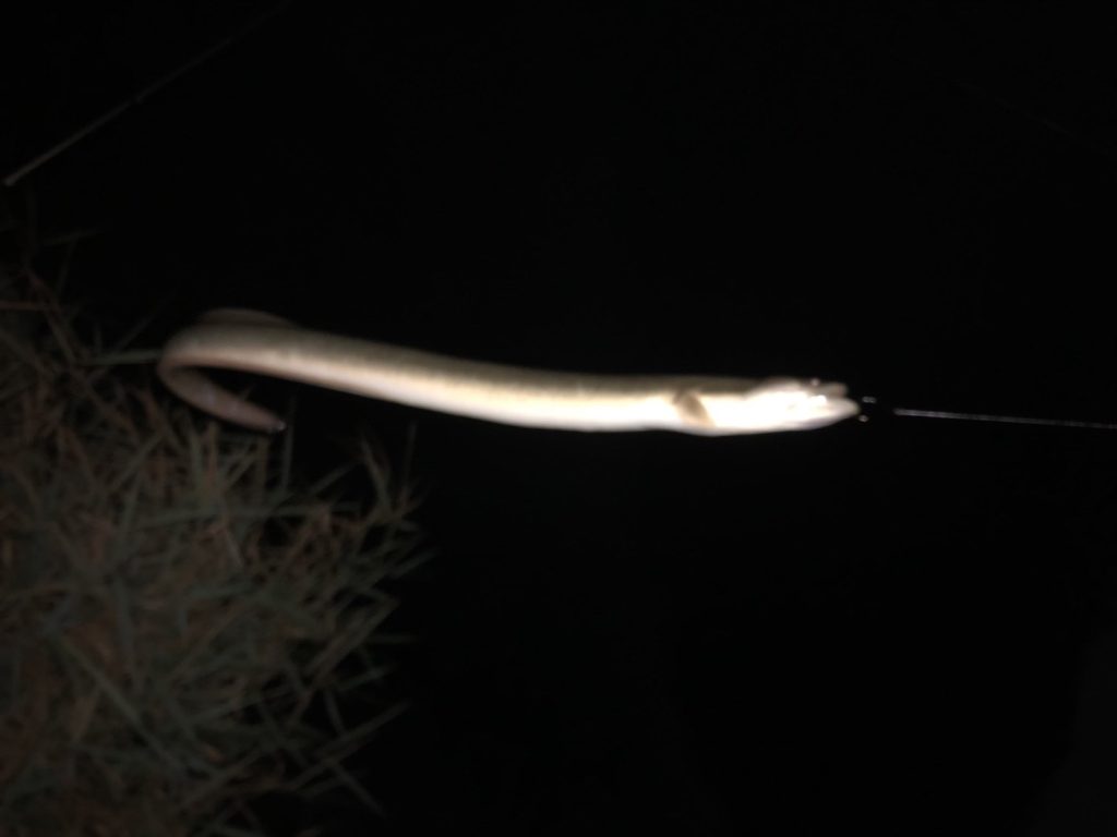 うなぎを釣り上げた直後の写真