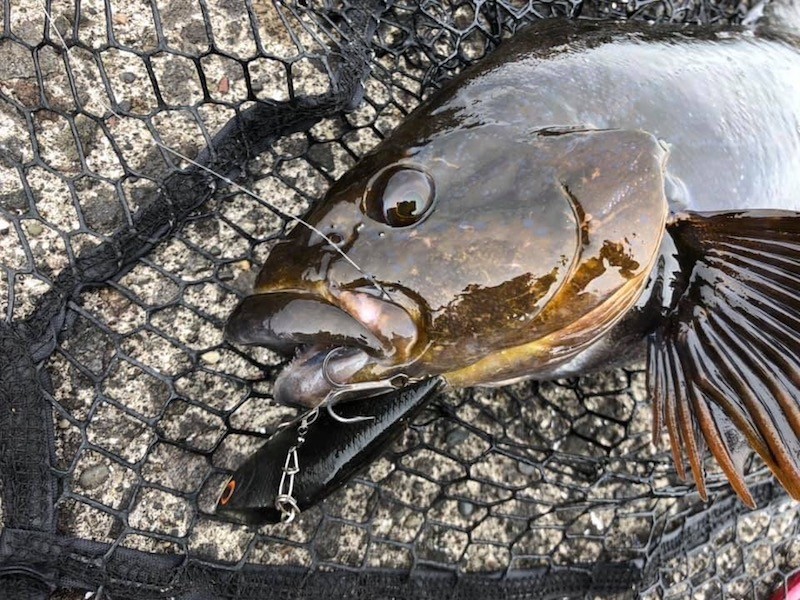 バイブレーションで釣ったアイナメ