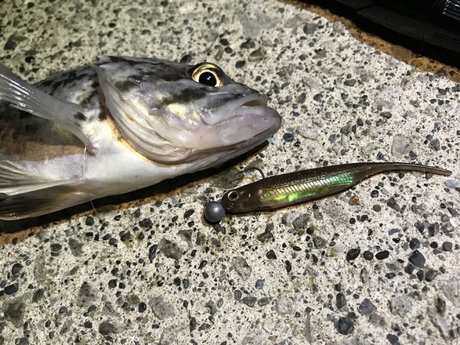 クロソイとピンテールの2ショット