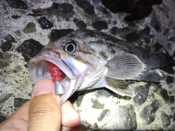 レッドのワームをクロソイがしっかりと咥えている
