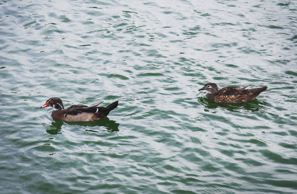 湖で泳ぐ二羽のカモ