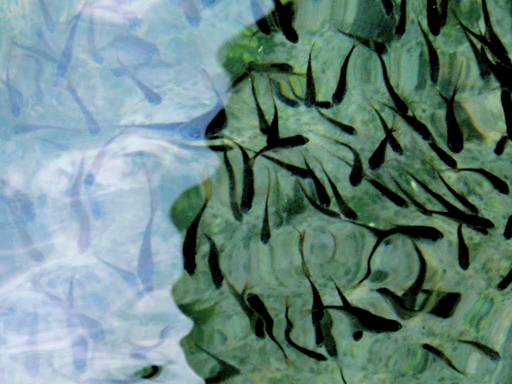 小アジの群れ。早川港でエギングしていた際のベイトフィッシュ。アジが入っているときはアオリイカの活性が高い。