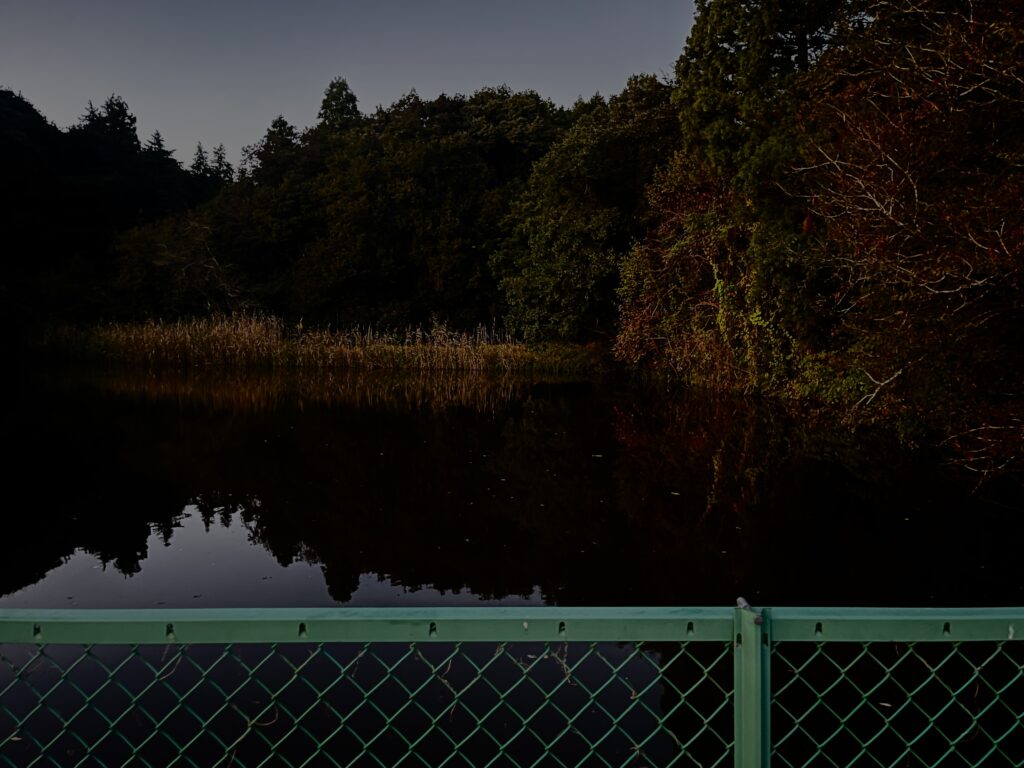 夜の野池