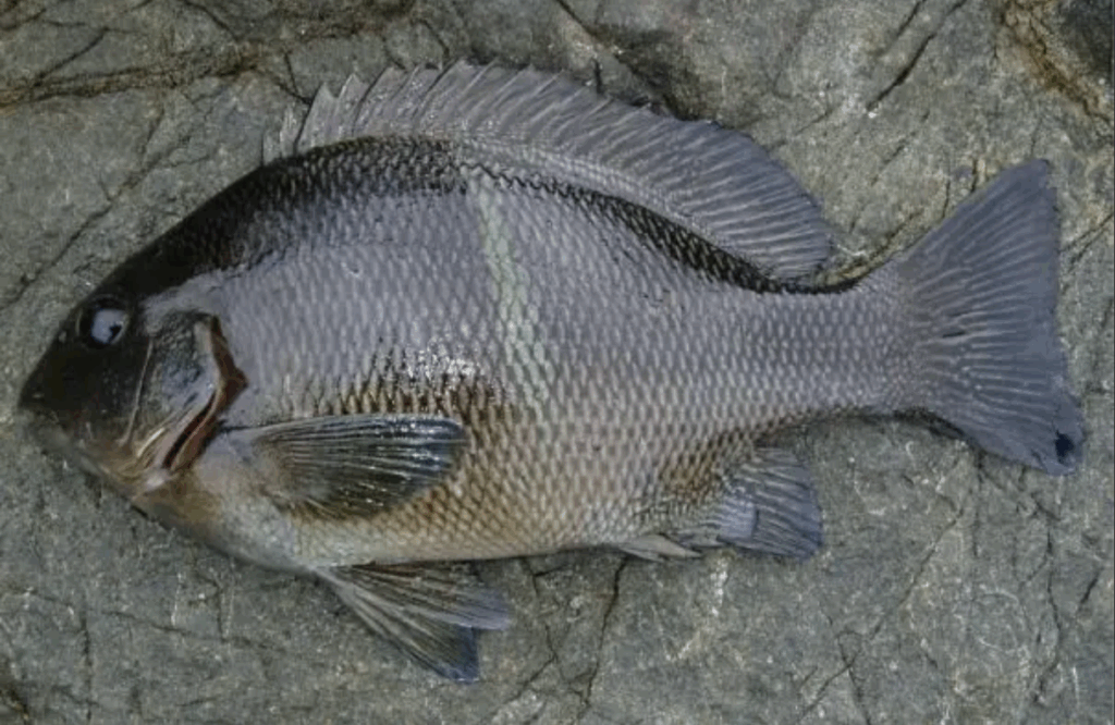 南方系のメジナであるオキナメジナはクチブトメジナ、オナガメジナと比較しやや小型。関西ではウシグレ、沖縄ではシチューと呼ばれる。