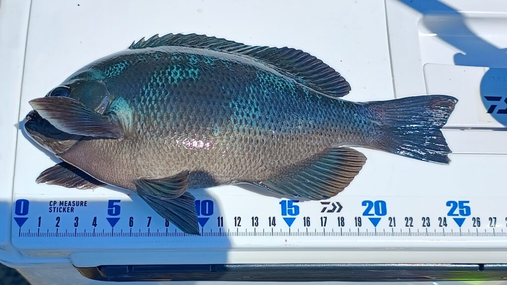 丸々と肥ったメジナ。ここまで良い体つきのものは当然引きも強く、食味も良い。