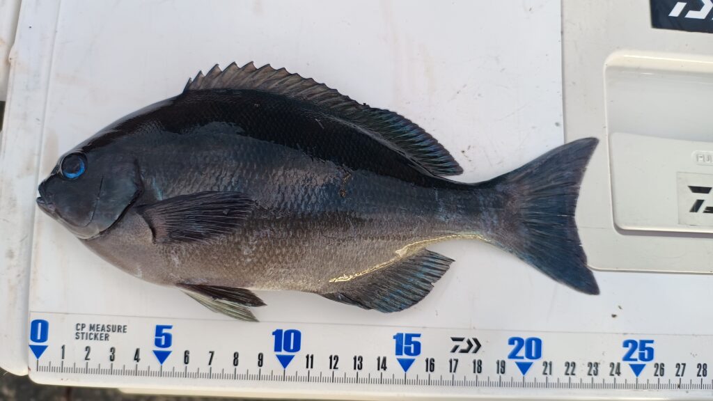 地磯で釣れるオナガメジナはサイズは小さめ。成長すると回遊性が高くなり、沖磯がメインの釣り場となる。