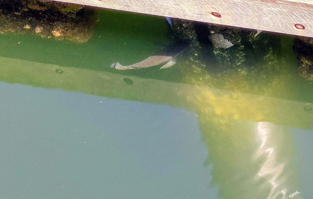 船着場に着生した牡蠣を殻ごとバリバリ食べるクロダイ。