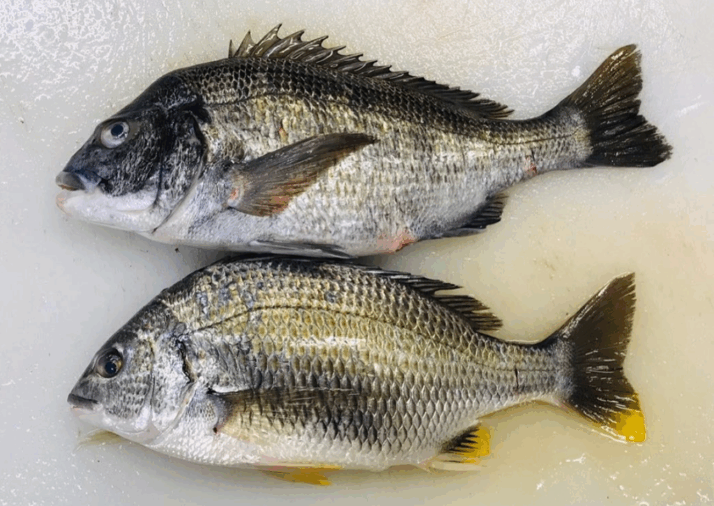 上：クロダイ、下：キチヌ(キビレ)