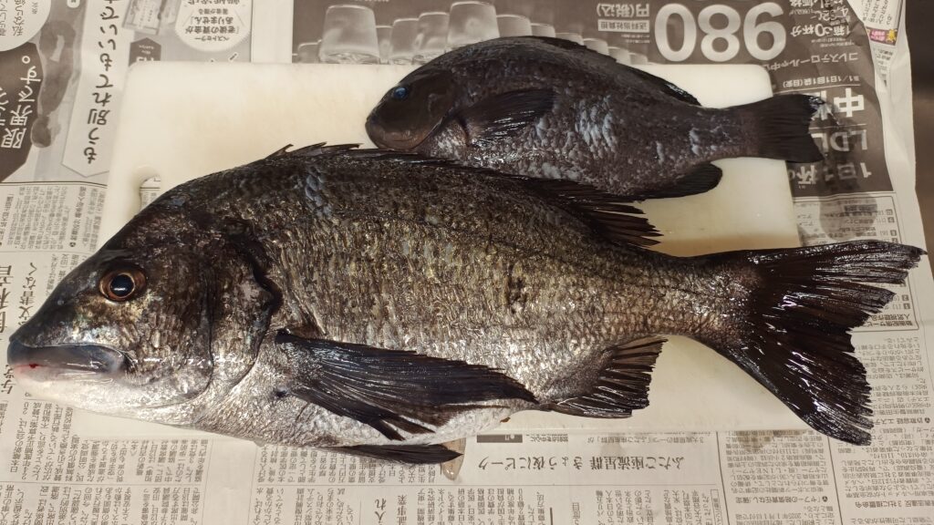 45cmの抱卵個体のクロダイと30cmのメジナ。