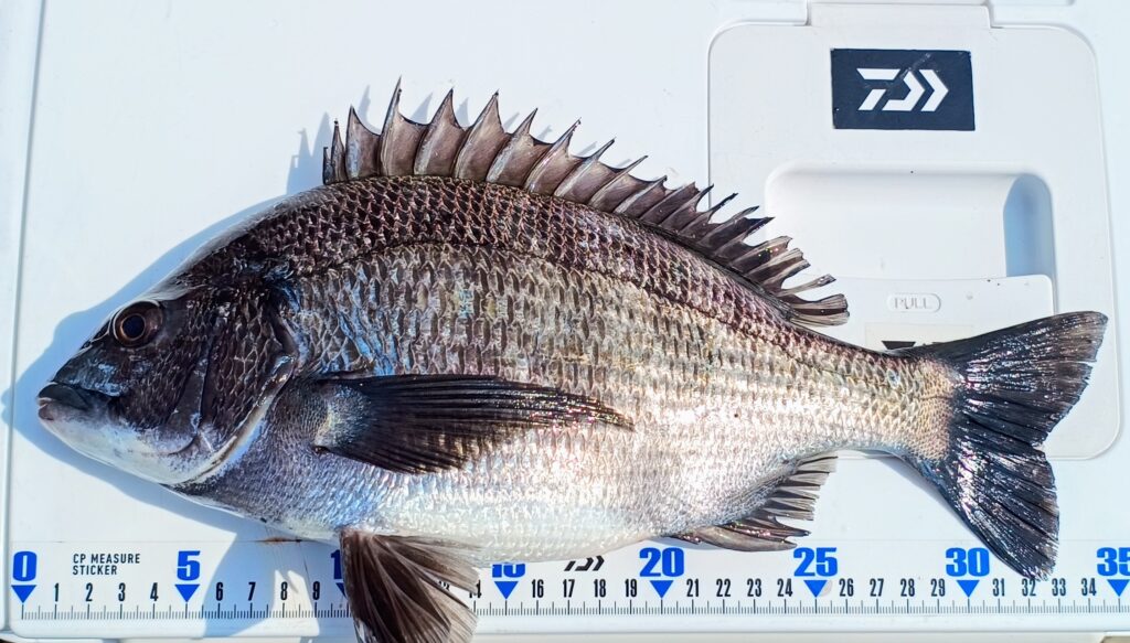 産卵直後と思われる初夏のクロダイ。腹部が凹んでいる。