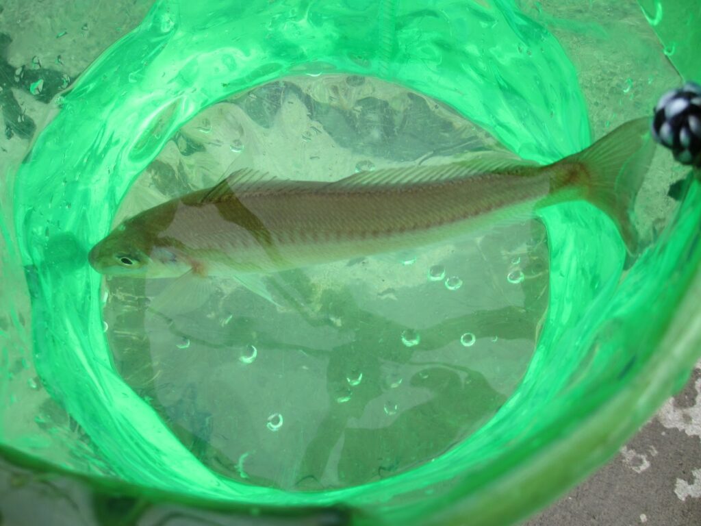 PVC製丸型バッカンにシロギスが1匹入っている。