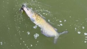 ナマズ釣りにおすすめのワーム15選！効果的なカラーや釣れるアクション